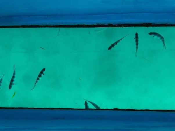 Ocean Bird & Wanita's Self Catering